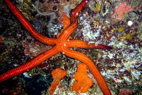 Die Philippinen (Unterwasserwelt): Bild 10