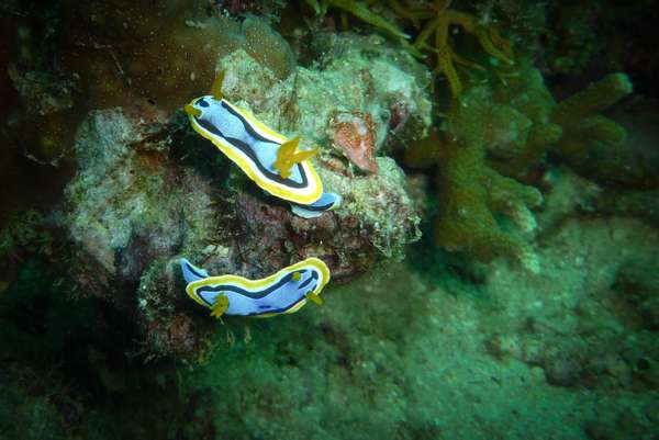 Die Philippinen (Unterwasserwelt): Bild 11