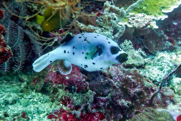 Die Philippinen (Unterwasserwelt): Bild 12