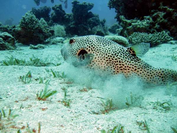 Die Philippinen (Unterwasserwelt): Bild 13