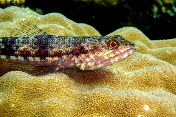 Die Philippinen (Unterwasserwelt): Bild 14