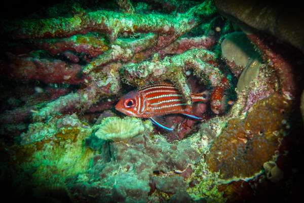 Die Philippinen (Unterwasserwelt): Bild 15