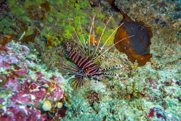 Die Philippinen (Unterwasserwelt): Bild 16