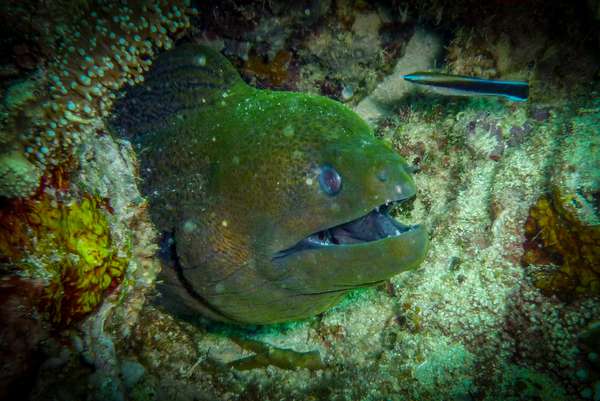 Die Philippinen (Unterwasserwelt): Bild 18