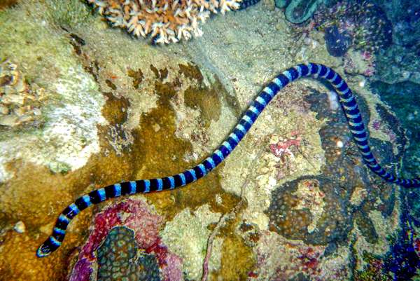 Die Philippinen (Unterwasserwelt): Bild 19