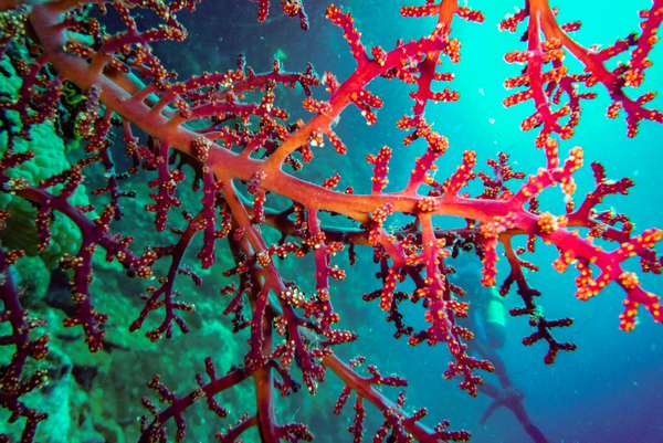 Die Philippinen (Unterwasserwelt): Bild 2