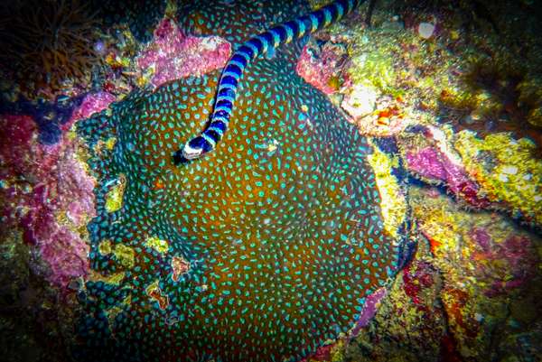 Die Philippinen (Unterwasserwelt): Bild 20