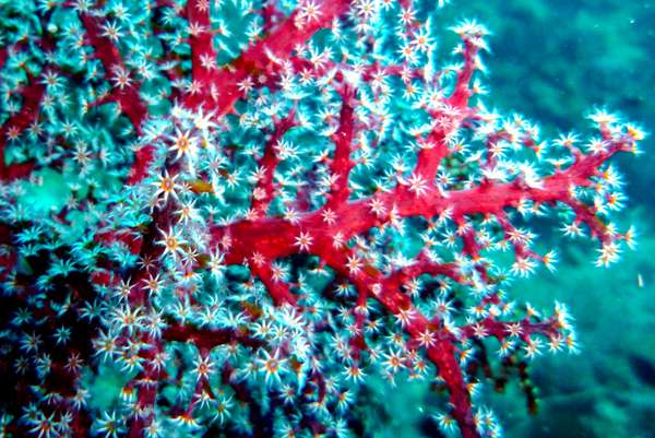 Die Philippinen (Unterwasserwelt): Bild 3