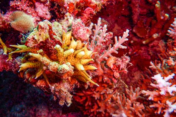 Die Philippinen (Unterwasserwelt): Bild 4