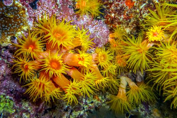 Die Philippinen (Unterwasserwelt): Bild 5