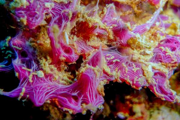 Die Philippinen (Unterwasserwelt): Bild 6