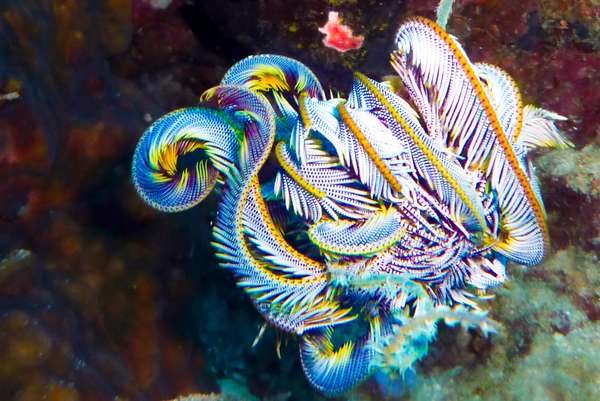 Die Philippinen (Unterwasserwelt): Bild 7