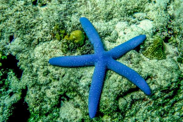 Die Philippinen (Unterwasserwelt): Bild 8