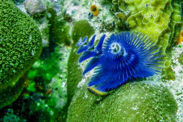 Die Philippinen (Unterwasserwelt): Bild 9