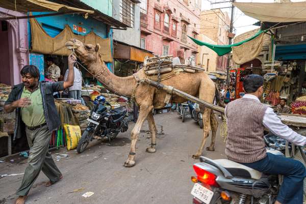 Indien: Rajasthan (Alltag): Bild 15