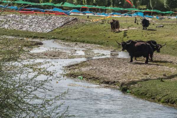 Tibet (Landschaften): Bild 4