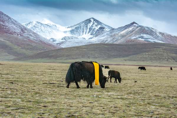 Tibet (Landschaften): Bild 9