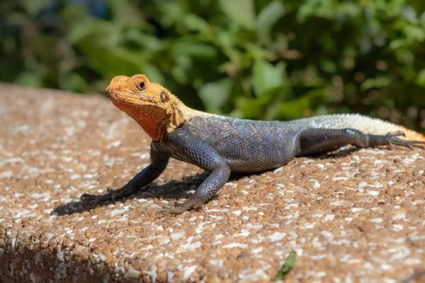 Togo – Benin (Alltagsleben): Bild 22