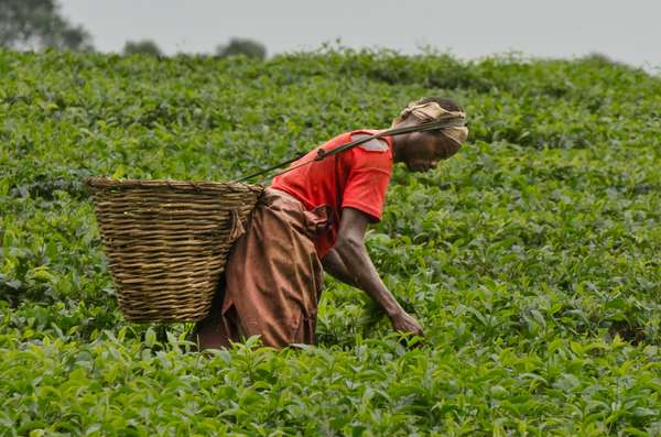 Cover-Bild 2 von Uganda