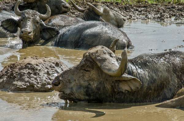 Uganda (Tierwelt): Bild 10