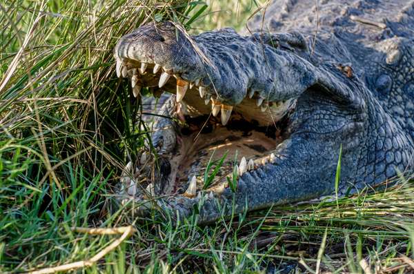 Uganda (Tierwelt): Bild 11