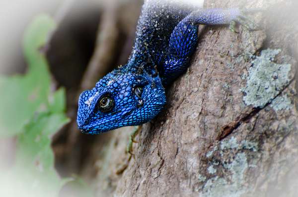 Uganda (Tierwelt): Bild 12