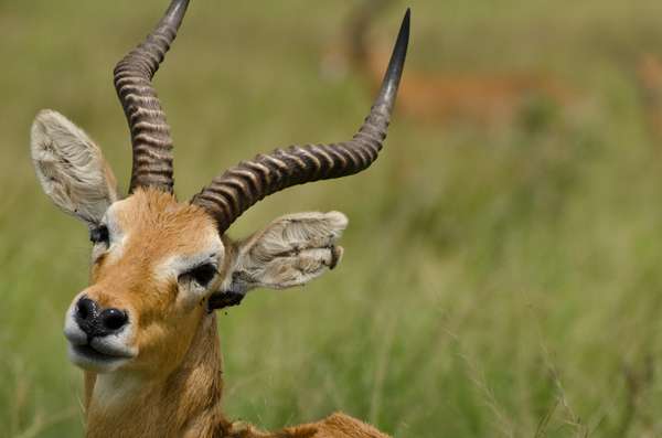 Uganda (Tierwelt): Bild 14