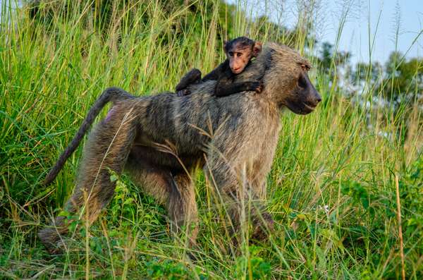 Uganda (Tierwelt): Bild 15