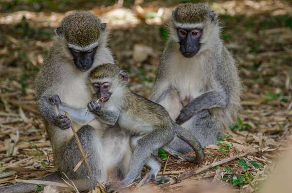 Uganda (Tierwelt): Bild 16