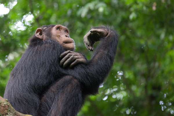 Uganda (Tierwelt): Bild 17