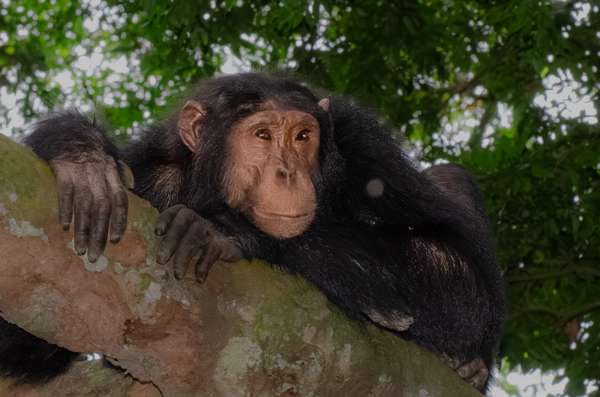 Uganda (Tierwelt): Bild 18