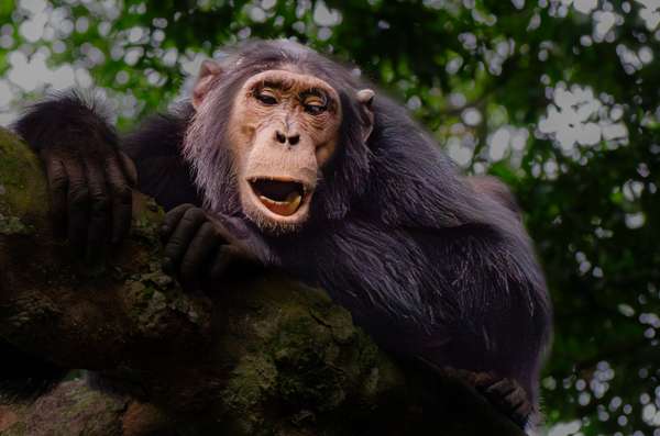 Uganda (Tierwelt): Bild 19