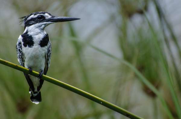 Cover-Bild 3 von Uganda