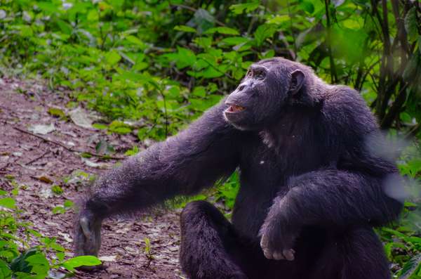 Uganda (Tierwelt): Bild 20