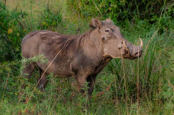 Uganda (Tierwelt): Bild 21