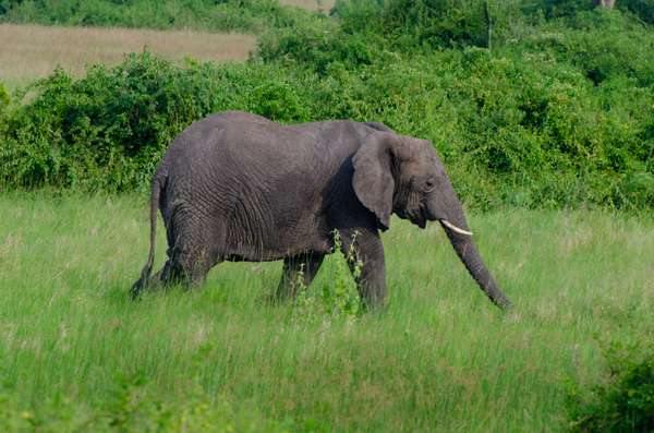 Uganda (Tierwelt): Bild 22