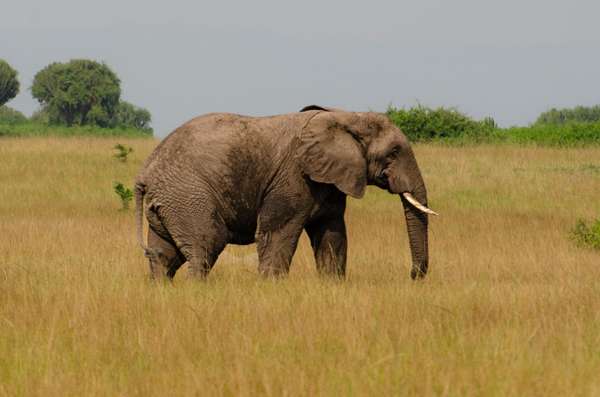 Uganda (Tierwelt): Bild 23