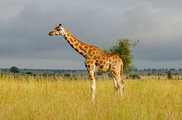 Uganda (Tierwelt): Bild 25