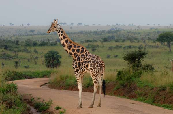 Uganda (Tierwelt): Bild 26