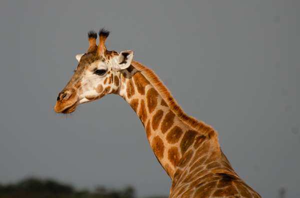 Uganda (Tierwelt): Bild 27