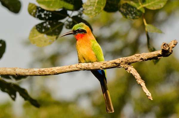 Cover-Bild 4 von Uganda