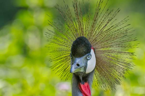 Uganda (Tierwelt): Bild 3