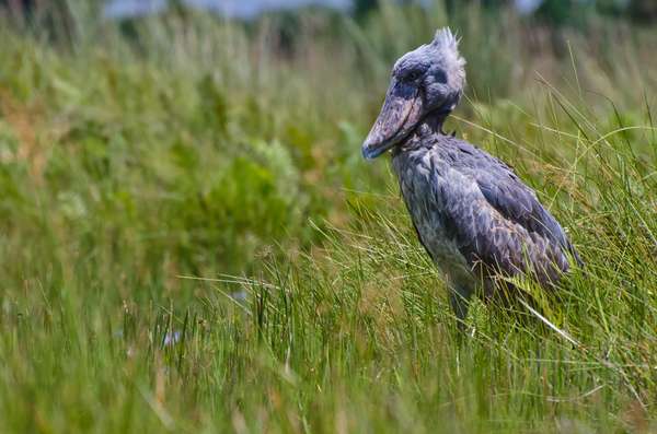 Uganda (Tierwelt): Bild 4