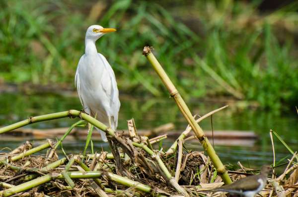 Uganda (Tierwelt): Bild 5