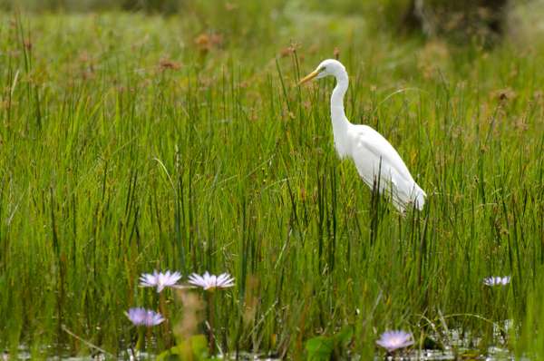Uganda (Tierwelt): Bild 6