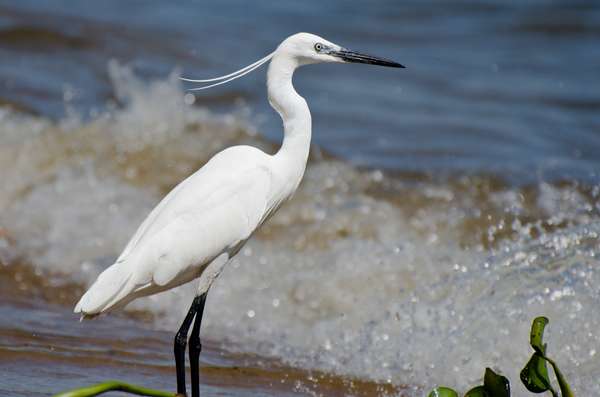 Uganda (Tierwelt): Bild 7