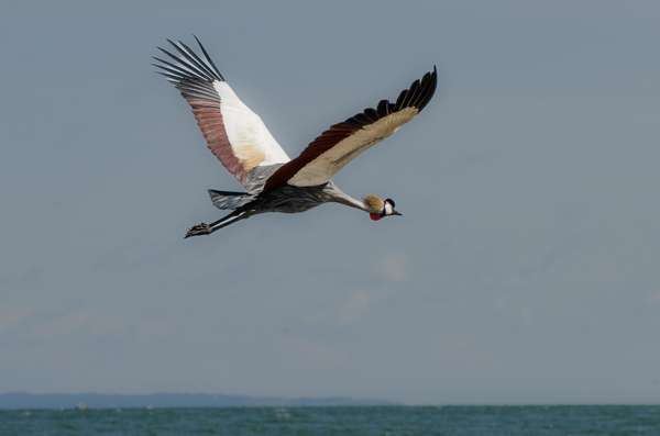 Uganda (Tierwelt): Bild 8