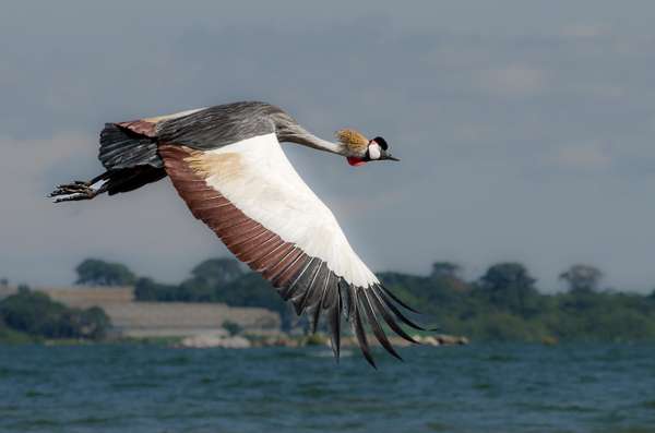 Uganda (Tierwelt): Bild 9